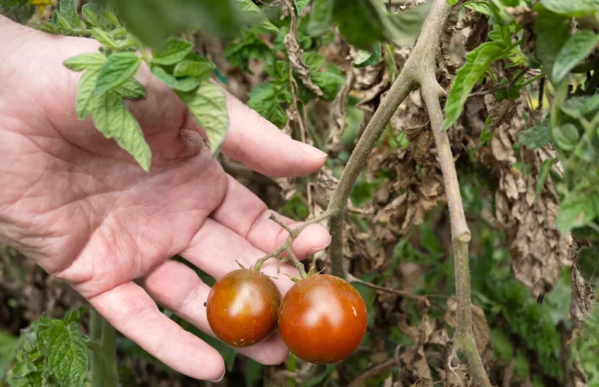 une main qui tient des tomates un peu noires