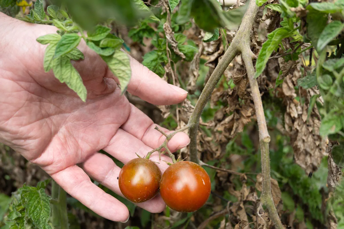 une main qui tient des tomates un peu noires
