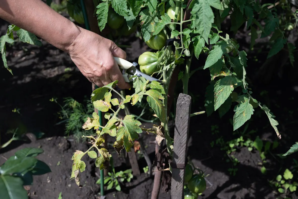 Une personne qui taille une tomate