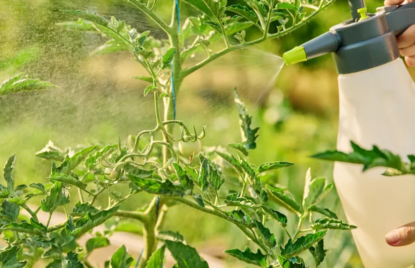Une personne qui applique du produit sur une tomate