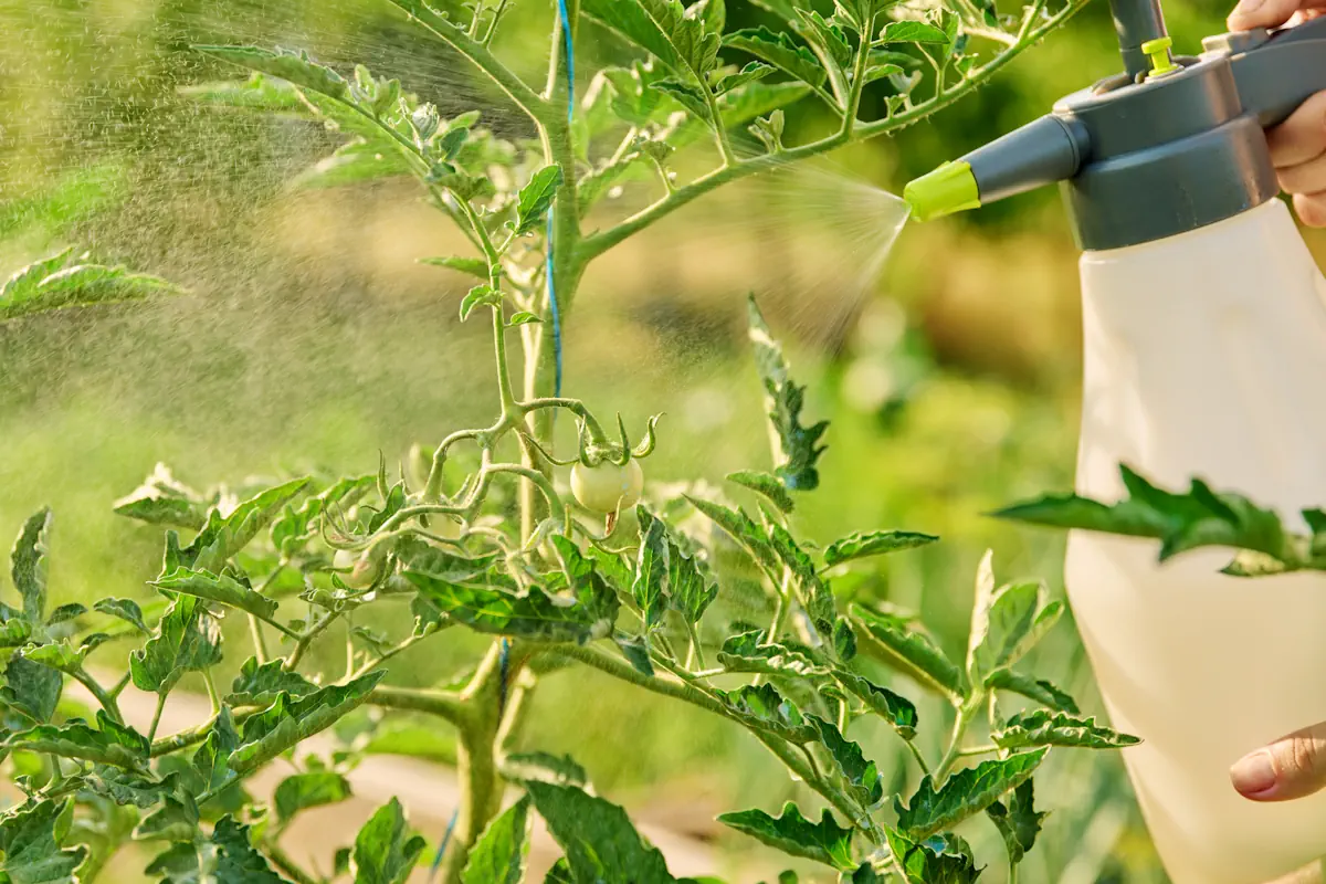 Une personne qui applique du produit sur une tomate